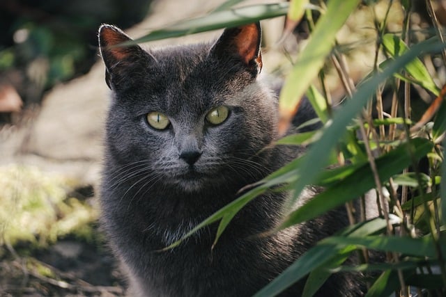 cat