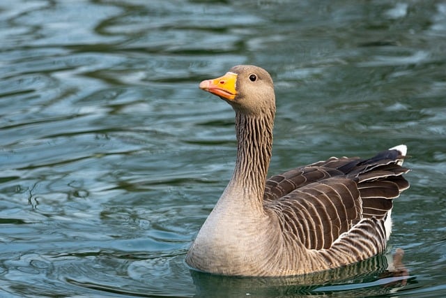 goose