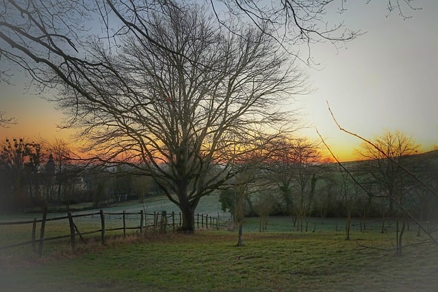 arbre